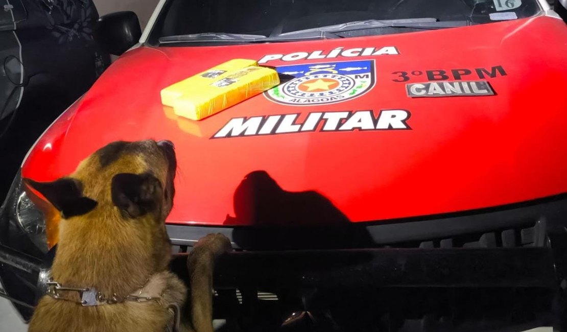 Polícia apreende quase dois quilos de maconha em terreno baldio no bairro Boa Vista, em Arapiraca