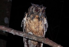 Espécie de coruja ameaçada de extinção é encontrada em Alagoas