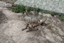 Polícia Civil indicia suspeitos de descarte irregular de animais mortos em Maceió