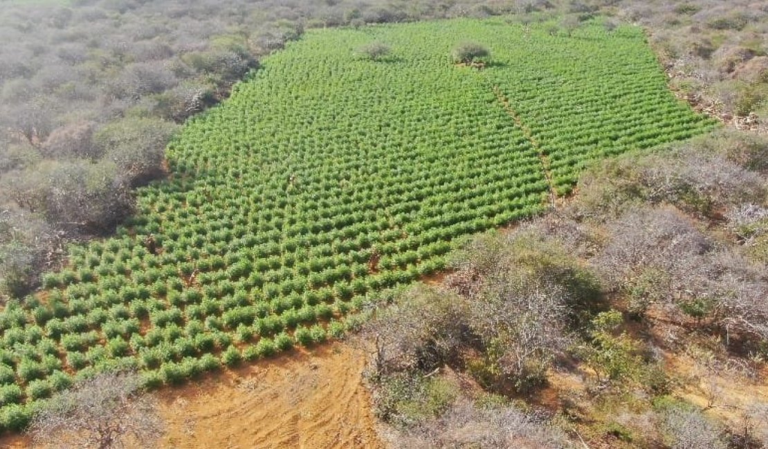 Dono de propriedade rural com 25 mil pés de maconha no Sertão é identificado; saiba mais