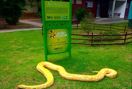 Cobra píton resgatada na chácara de CAC assassino de 4 jovens em AL é levada para zoológico na PB