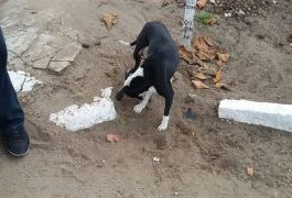 MP flagra cachorro roendo ossos humanos em cemitério de Maceió