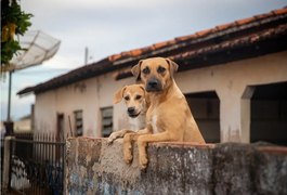México reconhece cachorro caramelo como raça local e revolta brasileiros: 'Motivo para guerra'