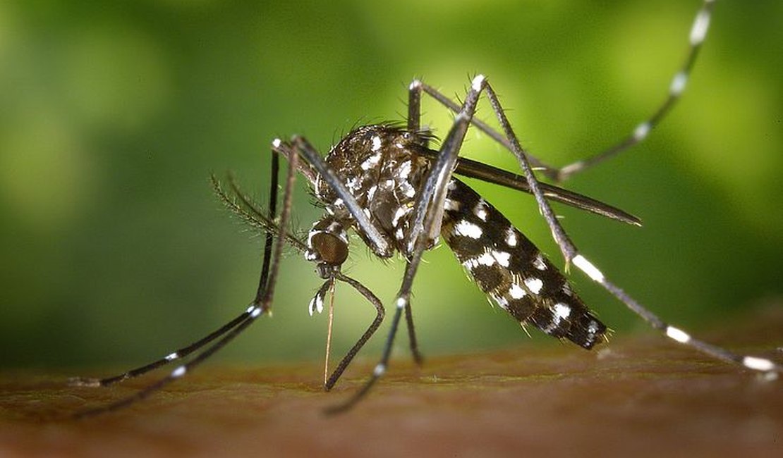 Zika causa danos neurológicos também em adultos, aponta estudo