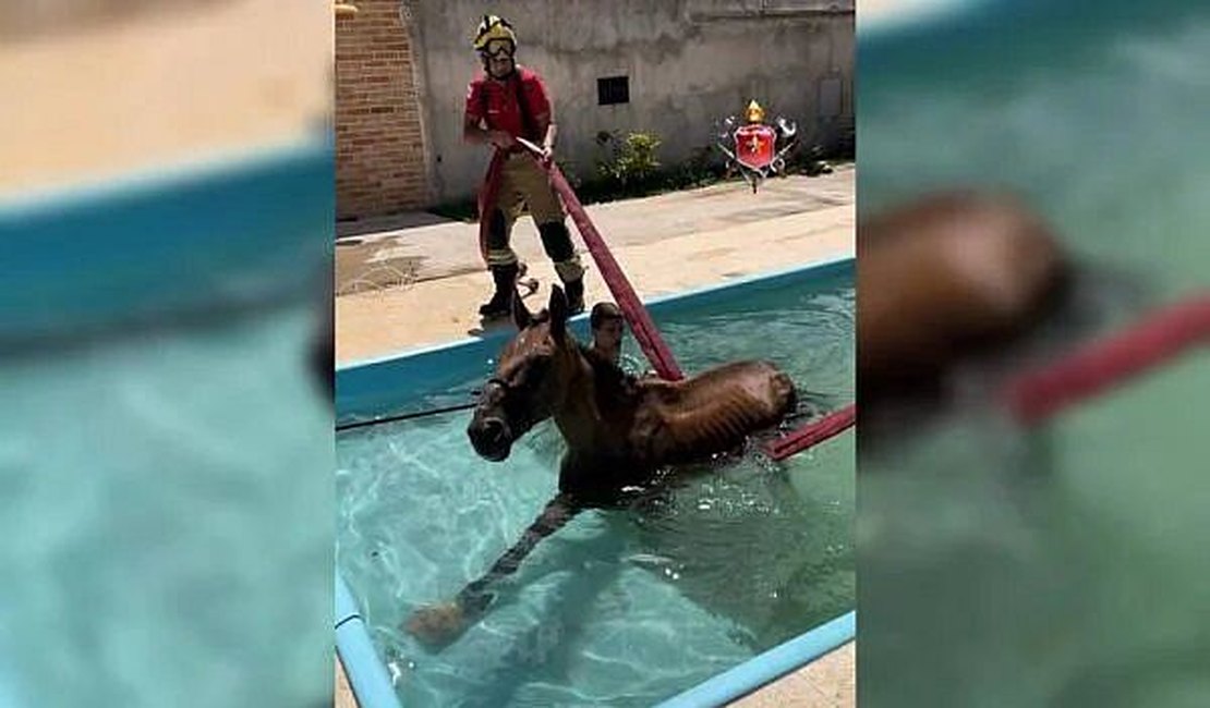 Cavalo invade casa, cai dentro de piscina e é resgatado no DF