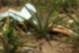 Bandidos assassinam homem com tiro de espingarda na cabeça, em Taquarana