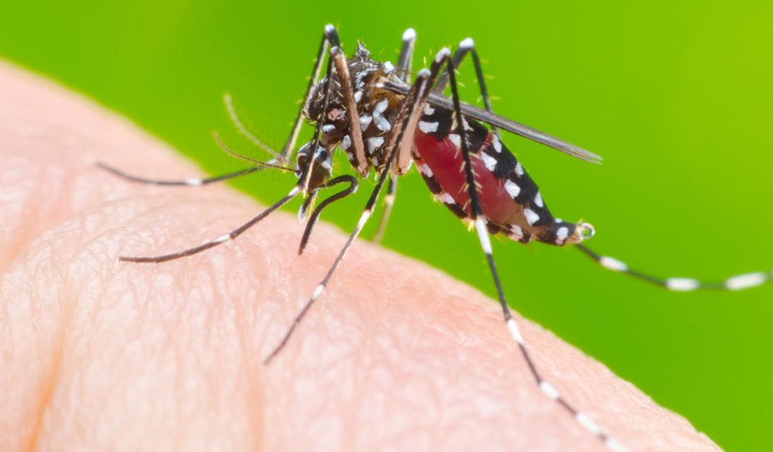 Arapiraca e mais 10 municípios de AL apresentam risco de surto de dengue, zika e chikungunya