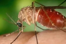 Rio confirma mais duas mortes por febre do Oropouche