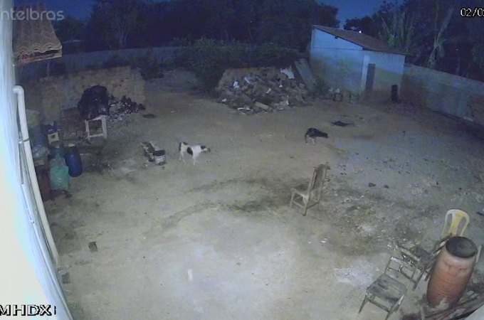 Ataque de cachorros mata 35 galinhas e causa prejuízo de quase R$ 2 mil, em Arapiraca