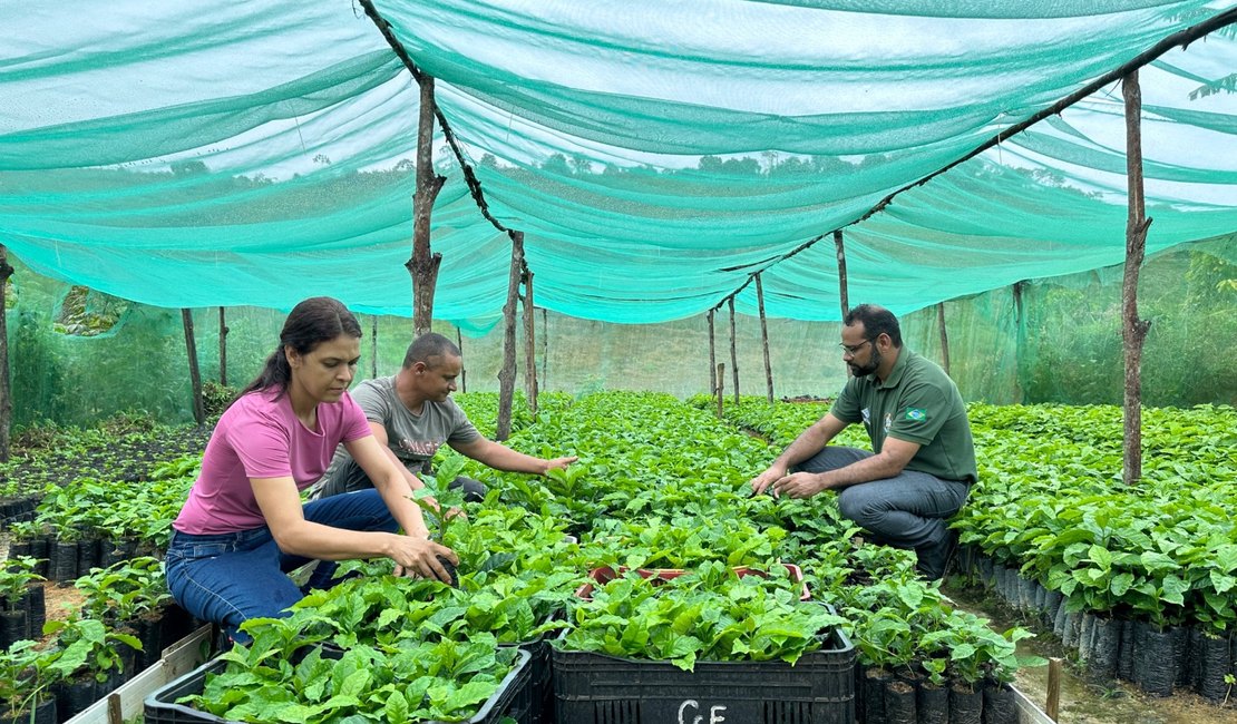 Família assentada investe em cafeicultura na Zona da Mata de Alagoas
