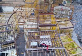 Cerca de 160 animais silvestres são apreendidos em operação no interior de Alagoas