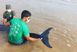 Golfinho é resgatado após encalhar em praia no município de Coruripe