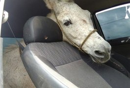 Após ser furtado, burro volta para casa e dono comemora: 'é da família'