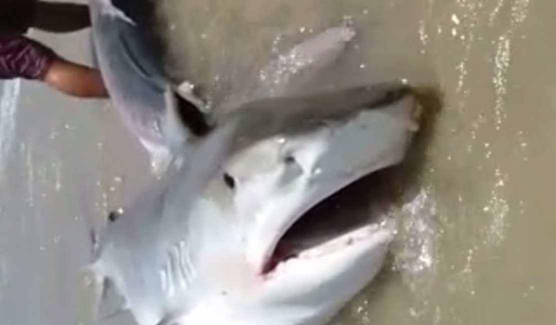 Pescadores capturam tubarões em Piaçabuçu