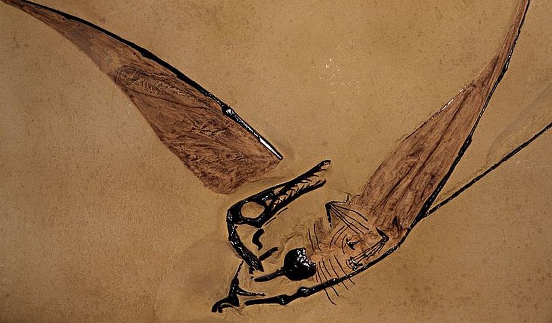 Fóssil de “dragão voador” é encontrado preservado no deserto do Chile