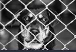 Polícia Civil prende veterinário por maus-tratos a animais em clínica de Maceió