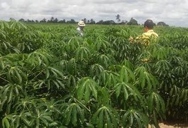 Pesquisas do Ifal serão compartilhadas com produtores de mandioca na Bahia