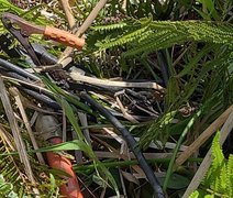 Equatorial flagra furto de energia que atenderia 120 casas por um mês