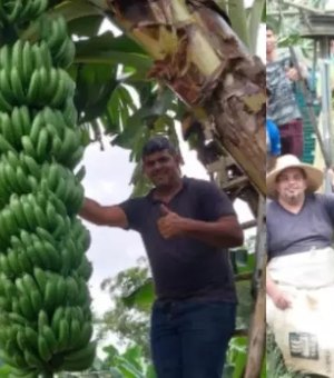 Família colhe cacho de banana com mais de 90 kg em SP