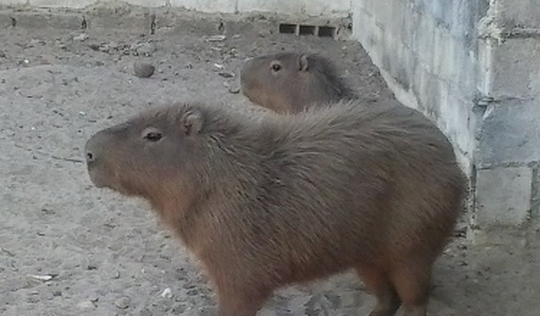 Animais silvestres mantidos em cativeiro são apreendidos em Junqueiro