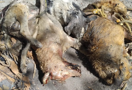 Polícia Civil identifica motorista que atropelou e matou quatro cachorros em Maceió