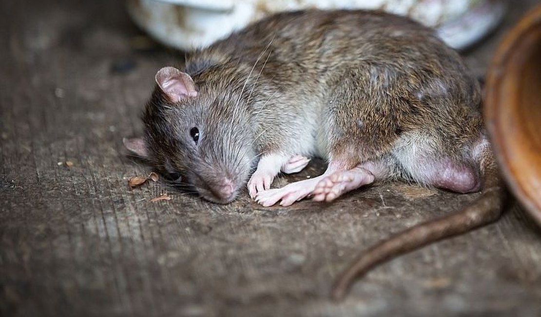 Ratos invadem sede de polícia, comem maconha e ficam 'chapados'