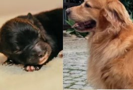 Filhote de golden retriever com shih tzu nasce com apenas 100g e é batizado de Zé Milagre