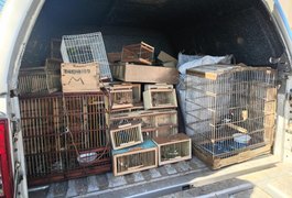 Nova fase de operação em Arapiraca e outras cidades de Alagoas resgata 442 animais silvestres em 3 dias