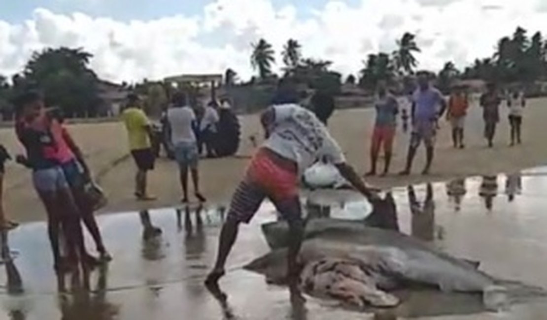 Vídeo. Três tubarões são capturados por pescadores no Pontal do Peba