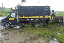 Em apenas uma manhã, PRF apreende 12 animais soltos em rodovias de Alagoas