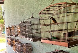 Fiscalizações ambientais da PM resultam na apreensão de 25 aves silvestres em Boca da Mata e Igaci