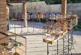 PM-AL reduz em 47% as ocorrências de cativeiro de animais silvestres em 2025