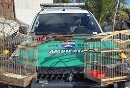 PM apreende espingardas e resgata animais silvestres em Piaçabuçu