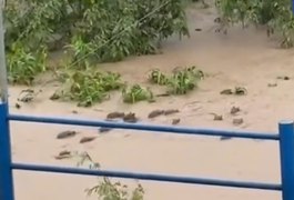 VÍDEO: Correnteza arrasta capivaras em Paudalho, no interior de Pernambuco