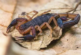 Três plantas que chamam escorpiões para o jardim e exigem atenção