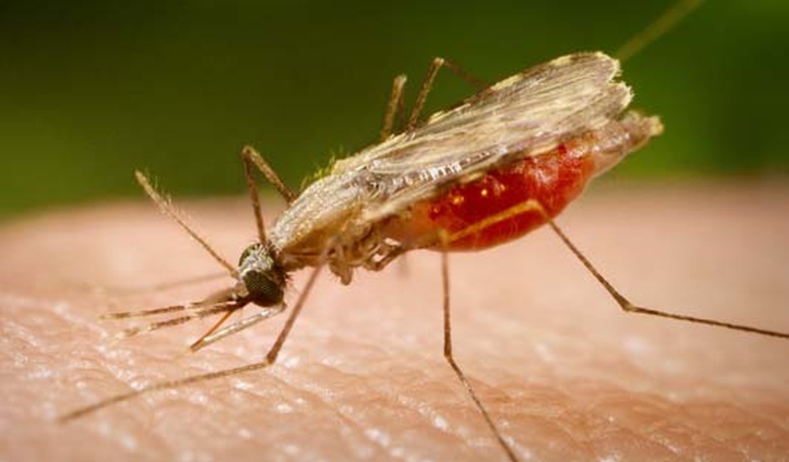 Cientistas brasileiros avançam na busca de medicamento para combater malária