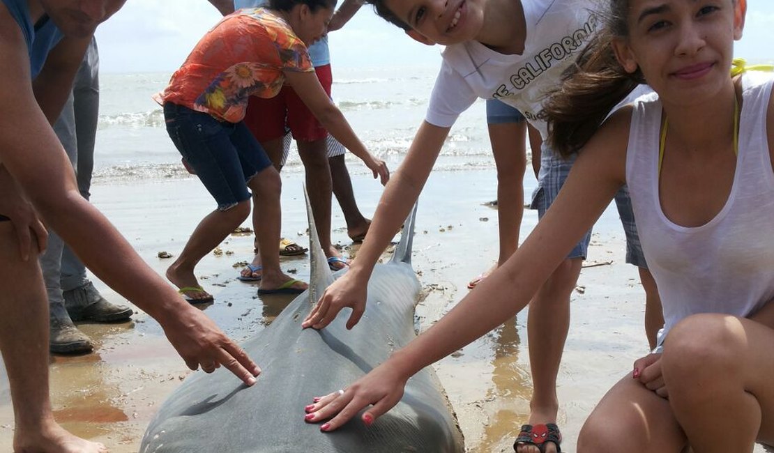 Tubarão branco de mais de dois metros é capturado na praia do Peba em Piaçabuçu