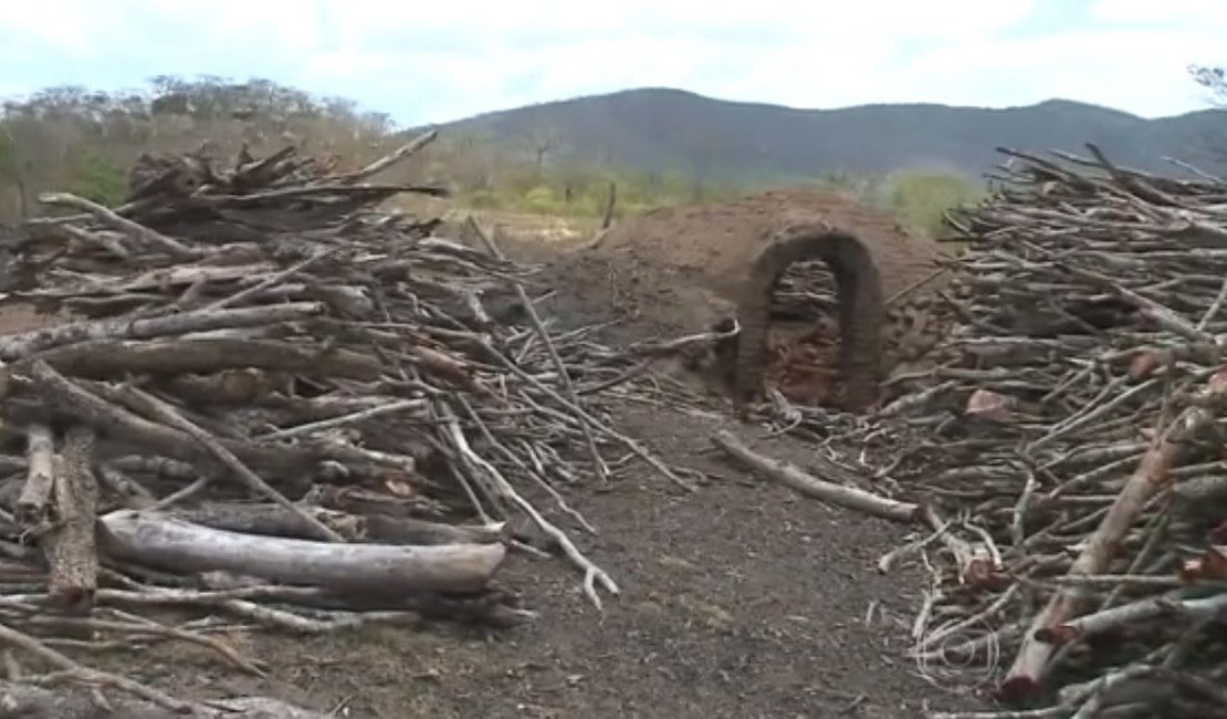IMA flagra carvoaria em fazenda de presidente da Câmara de Piranhas, AL