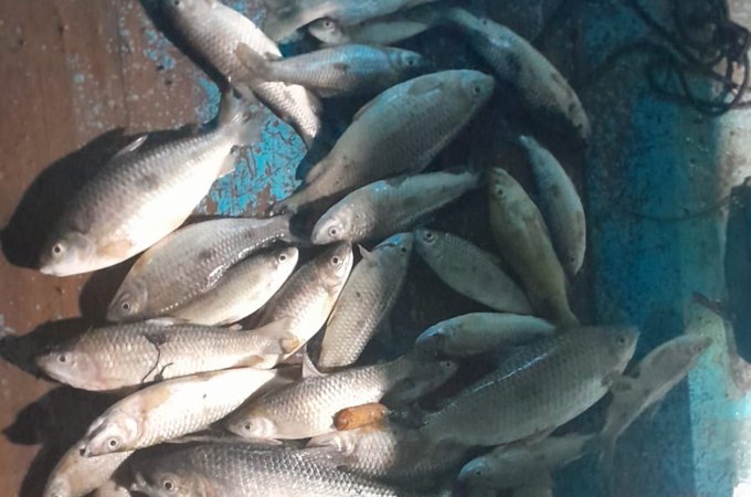 Centenas de peixes aparecem mortos na Lagoa de Jequiá da Praia, Litoral Sul de Alagoas