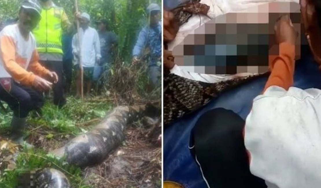 Moradores abrem píton de 7 metros e encontram o corpo de mulher desaparecida