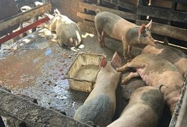 Fiscalização: donos de pocilgas têm 30 dias para retirar animais do local, em Maceió