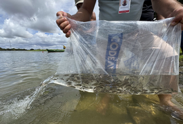 Bom Jesus 2026: Prefeitura de Penedo e Codevasf inserem cem mil alevinos no Rio São Francisco