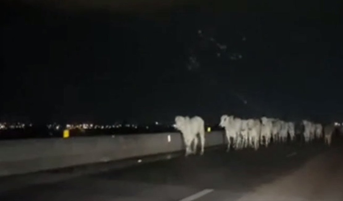 Bois soltos colocam motoristas em risco na AL-220, em Arapiraca