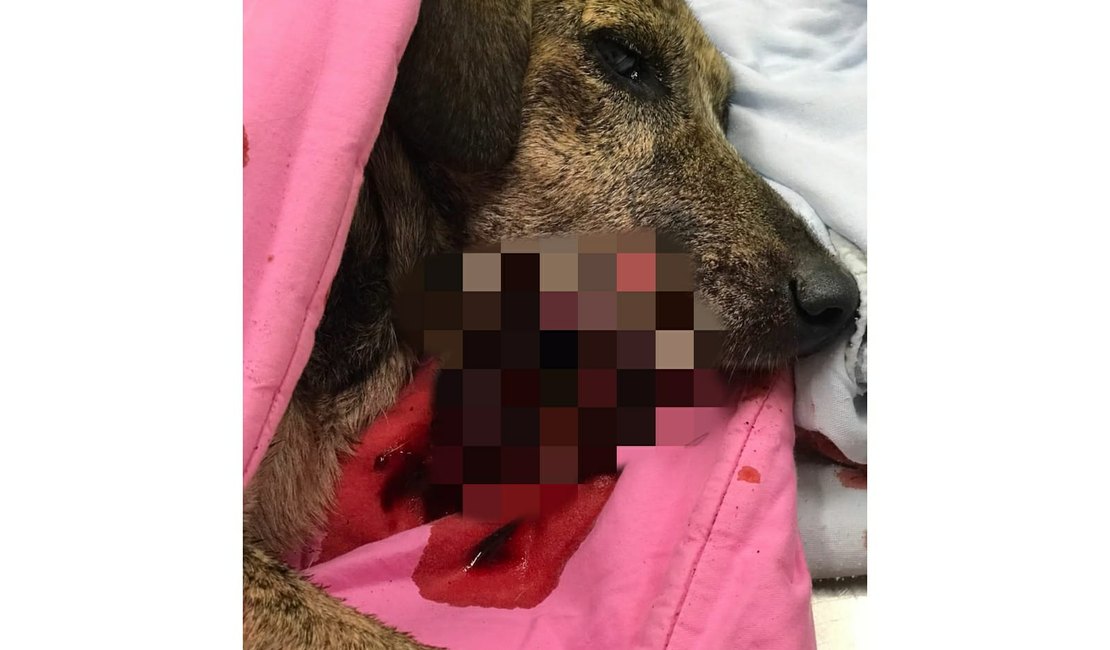 De carro, homem dá três tiros na boca de cadela em Palmeira dos Índios