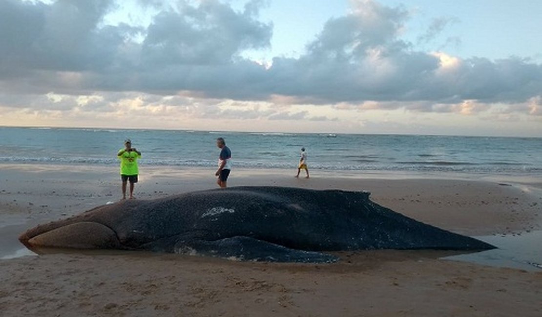 Baleia Jubarte é encontrada morta na Lagoa do Pau, em Coruripe