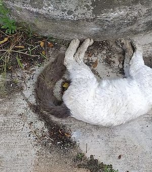 Polícia investiga envenenamento de mais de 30 gatos em Paripueira