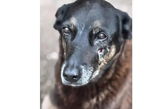 Polícia quer apreender passaporte de envolvido na morte do cão Orelha