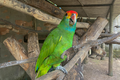 Papagaios ameaçados de extinção chegam a Alagoas para reintrodução na natureza
