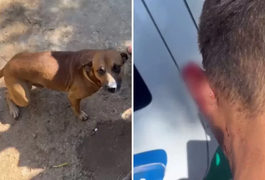 Pirulito, cachorro caramelo arranca parte de orelha de ladrão de residência