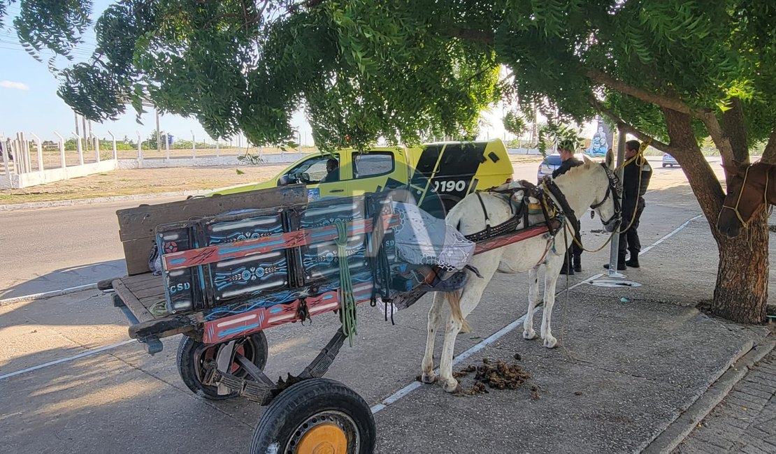 Carroceiro é encontrado morto em cima de carroça, em Arapiraca; assista